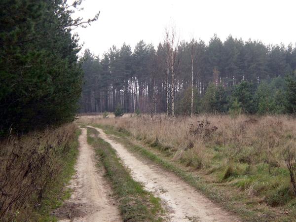 Дорога в сосновый бор