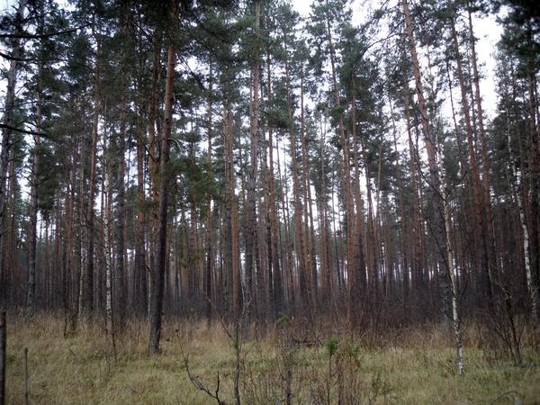 Сосны у нас замечательные