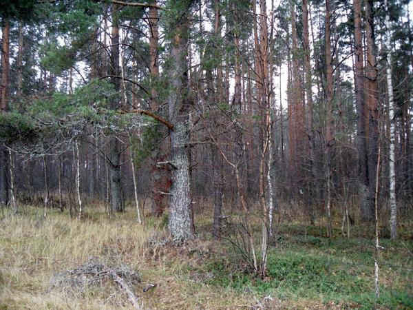 В бору осень не так заметна