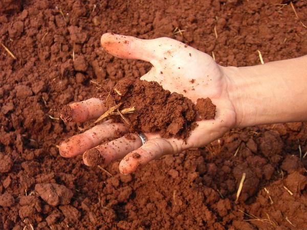 Правильный состав почвы - важное условие благополучия луковичных