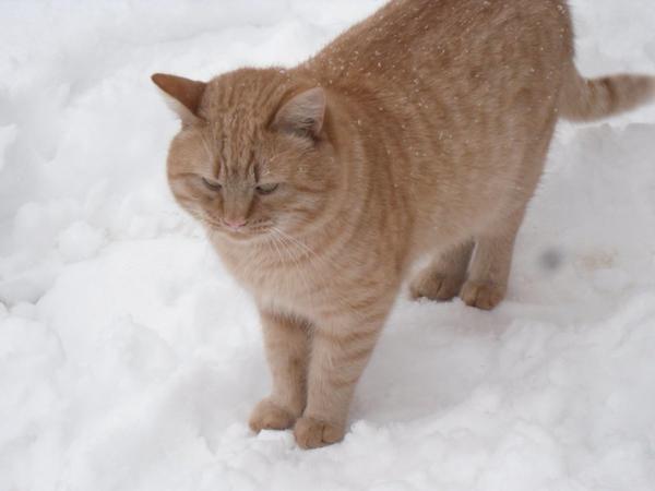 Рыжий. Вышел шубку проветрить