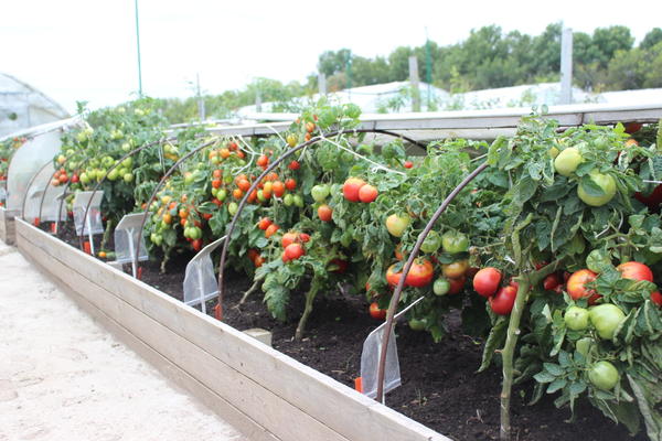 Гряды-короба для выращивания томатов