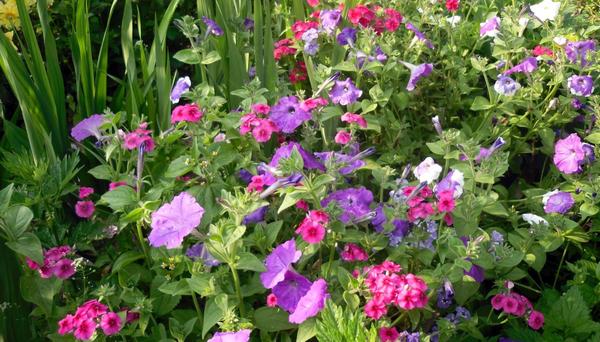 Какие есть неприхотливые цветы для дачи - советы начинающим садоводам