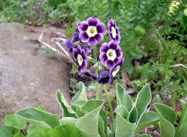 Правда же, она красавица?