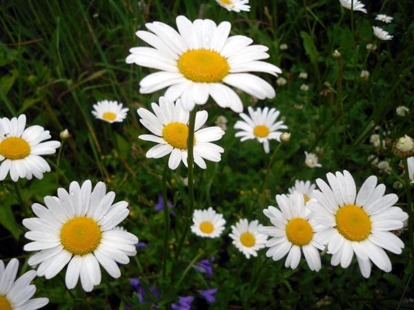 Ромашковое настроение