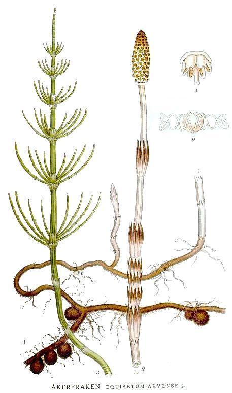 Хвощ полевой, ботаническая иллюстрация. Источник: wikimedia.org
