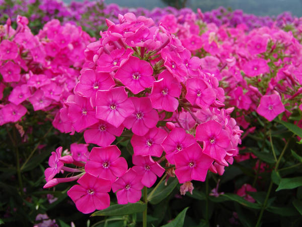 Pink Attraction