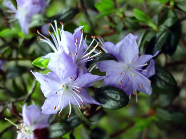 Рододендрон красноватый, или краснеющий (Rhododendron russatum)