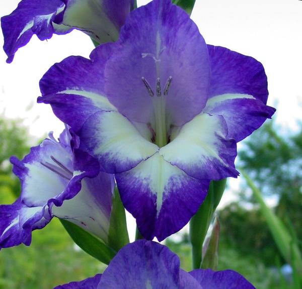 Гладиолус (Gladiolus) Glen's Blue