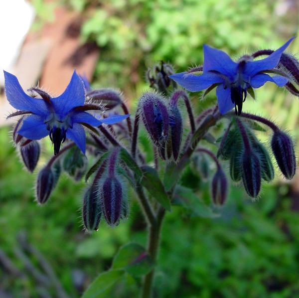 Огуречная трава, бораго (Borago officinalis)