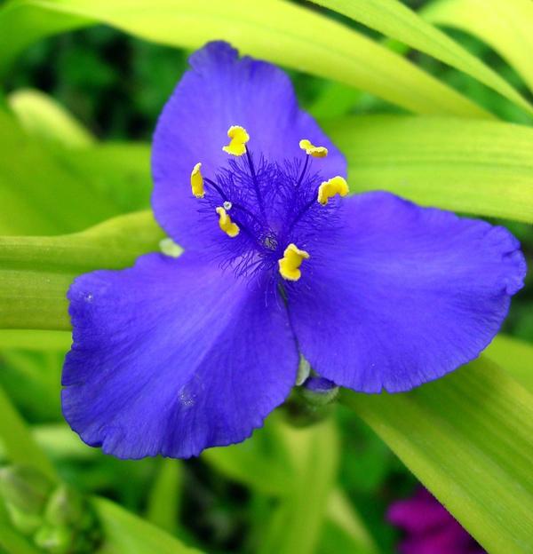 Традесканция Андерсона (Tradescantia x andersoniana) Sweet Kate