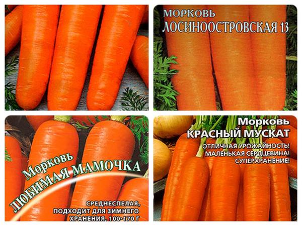 Выбираем семена моркови
