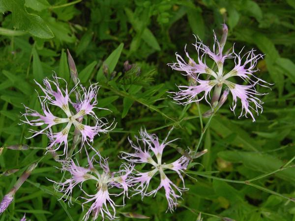 Гвоздика пышная (Dianthus superbus)