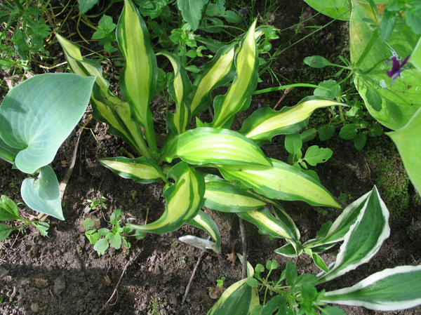 Хоста Twist of Lime