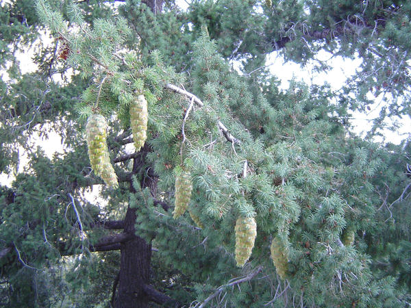 Псевдотсуга крупноплодная (Pseudotsuga macrocarpa), фото с сайта wikimedia.org