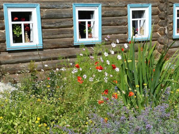 В наших садах сейчас почти не встречаются природные российские растения
