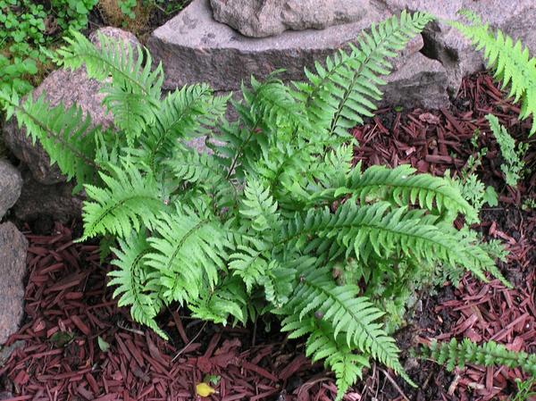 Многорядник трехраздельный (Polystichum tripteron) - обитатель дальневосточных лесов