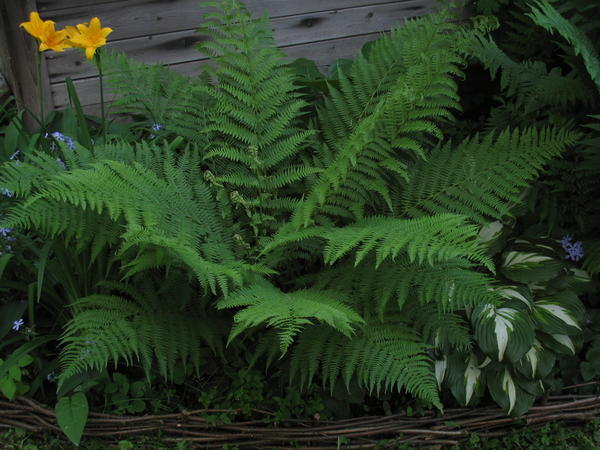 Кочедыжник женский (Athyrium filixfemina)