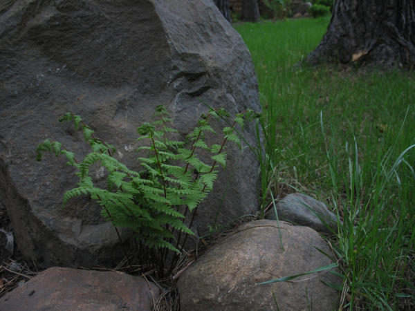 Пузырник луковичный, или клубненосный (Cystopteris bulbifera)