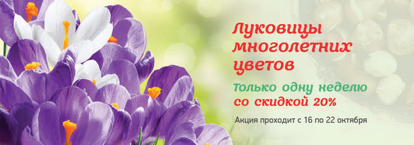 Скидка на луковичные в магазине Все сорта