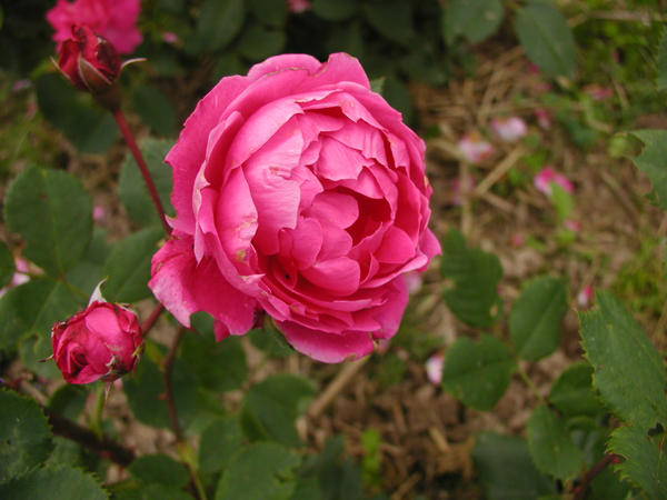 Канадские розы: посадка и уход, сорта, фото