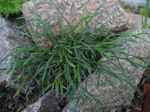 Асплениум северный (Asplenium septentrionale)