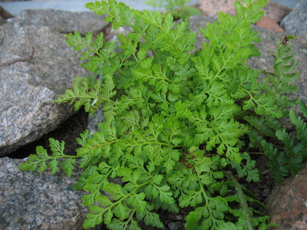 Криптограмма курчавая (Cryptogramma crispa)