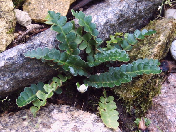 Скребница аптечная (Ceterach officinarum)