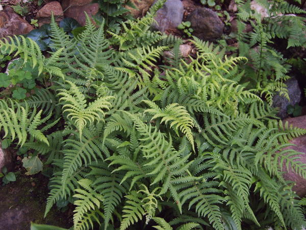 Фегоптерис обыкновенный (Phegopteris connectilis)