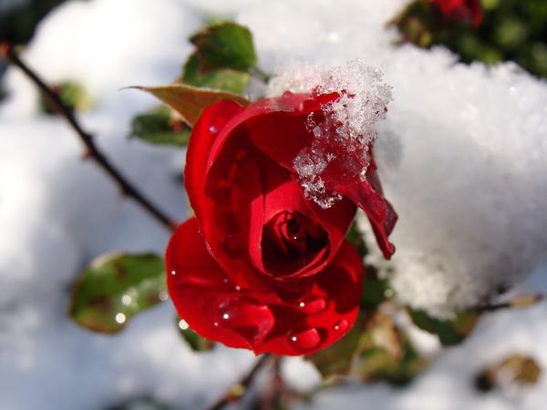 Главный утеплитель для роз - хороший снежный покров