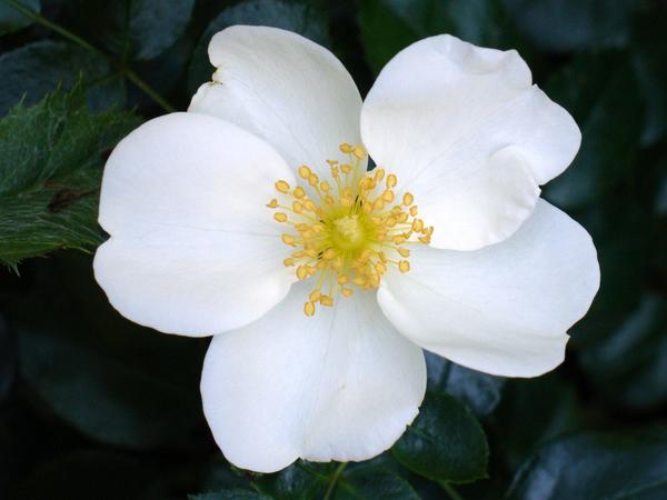 ‘Eskimo’