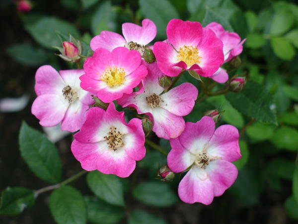 ‘Mozart’