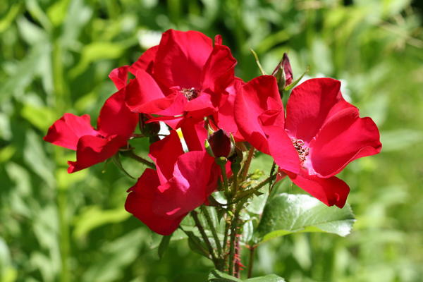 ‘Robusta’
