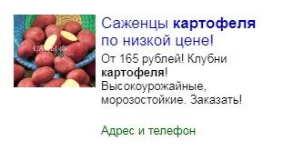 Диво дивное - саженцы картофеля
