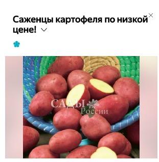 Картофель-то хороший... Но почему саженцы?