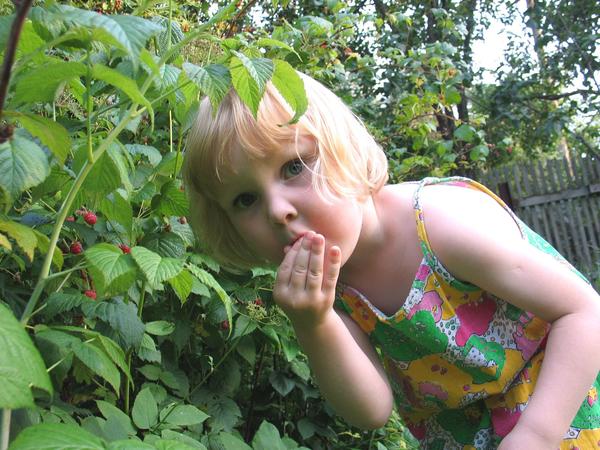Растения, у которых есть плоды или ягоды, лучше выращивать в саду