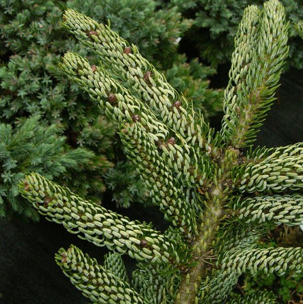 Пихта корейская (Abies koreana) 'Silberlocke'