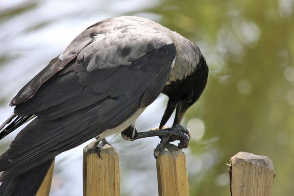 Ворон отличает от других птиц сложное поведение и многообразие взаимоотношений