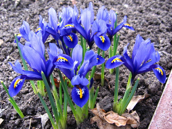 Iris reticulata &amp;amp;amp;amp;#39;Harmony&amp;amp;amp;amp;#39;