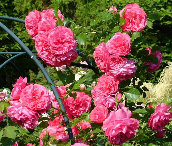 ‘Rosarium Uetersen’