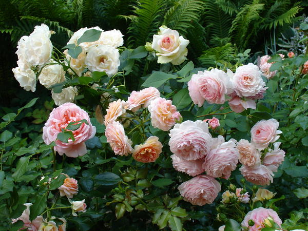 ‘A Shropshire Lad’