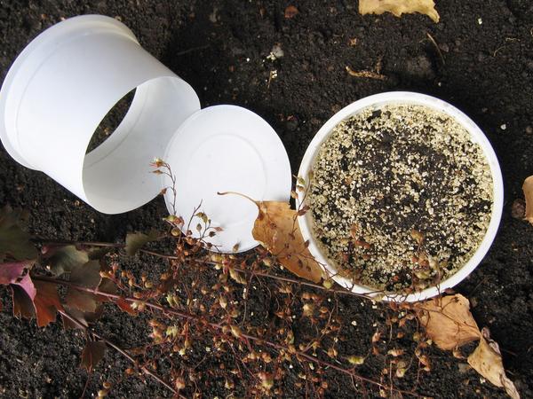 Семена гейхеры можно сеять под зиму в бездонных пластиковых емкостях