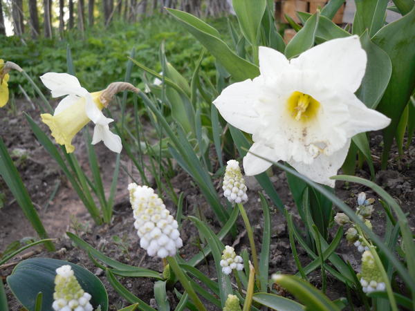 И еще один - в компании белых мускари :)