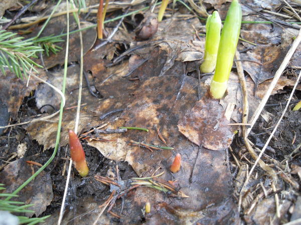 Рядом с нарциссами и тюльпаны проклюнулись