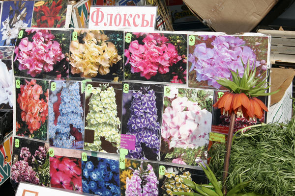 Флоксы. Новые сорта при помощи Фотошопа