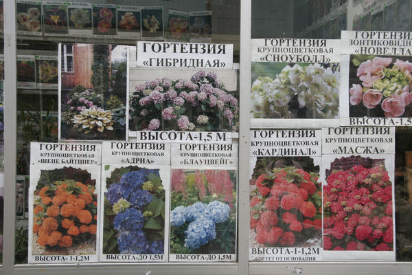 Гортензии тоже стали объектом внимания "кудесников". Фото автора