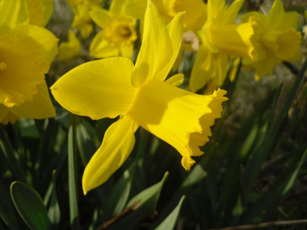 Солнечно-желтый нарцисс по имени 'Yellow'