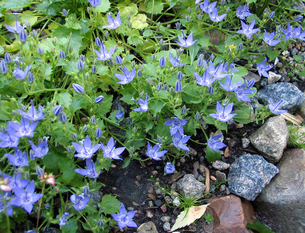 Колокольчик гарганский (Campanula garganica)