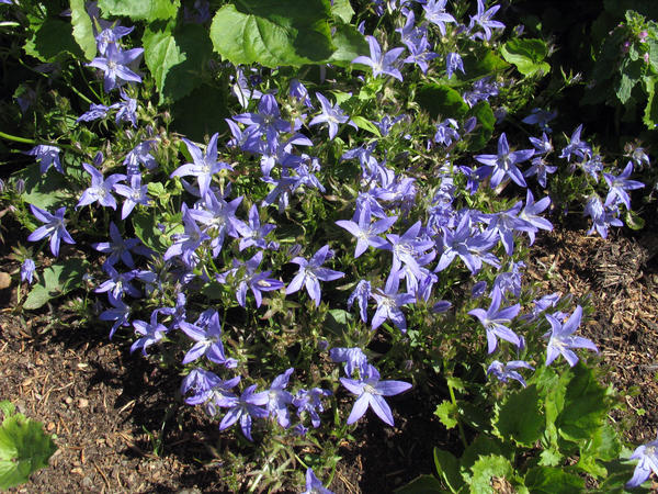 Колокольчик продырявленный (Campanula fenestrellata)