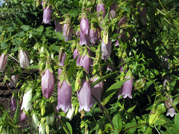Колокольчик точечный (Campanula punctata)